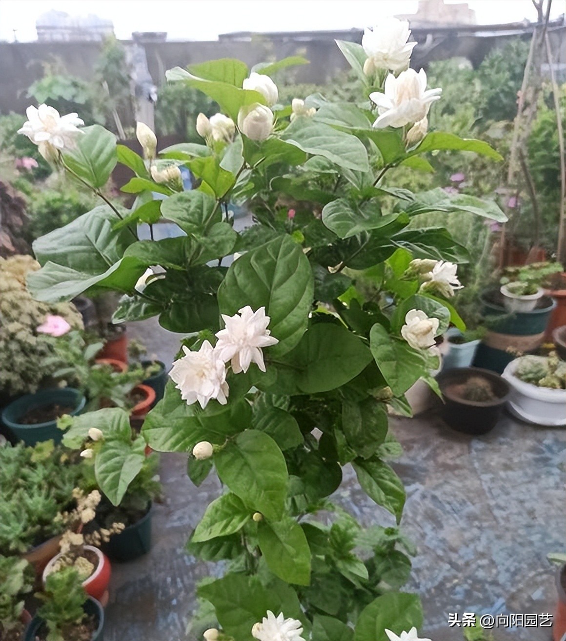 你知道茉莉如何养护才能开爆花吗,茉莉能在三十多度阳光下暴晒吗