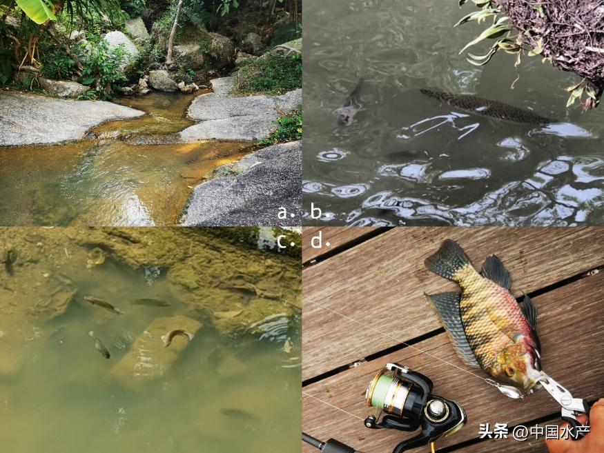 水生外来物种入侵防控工作方案,水生动物防疫