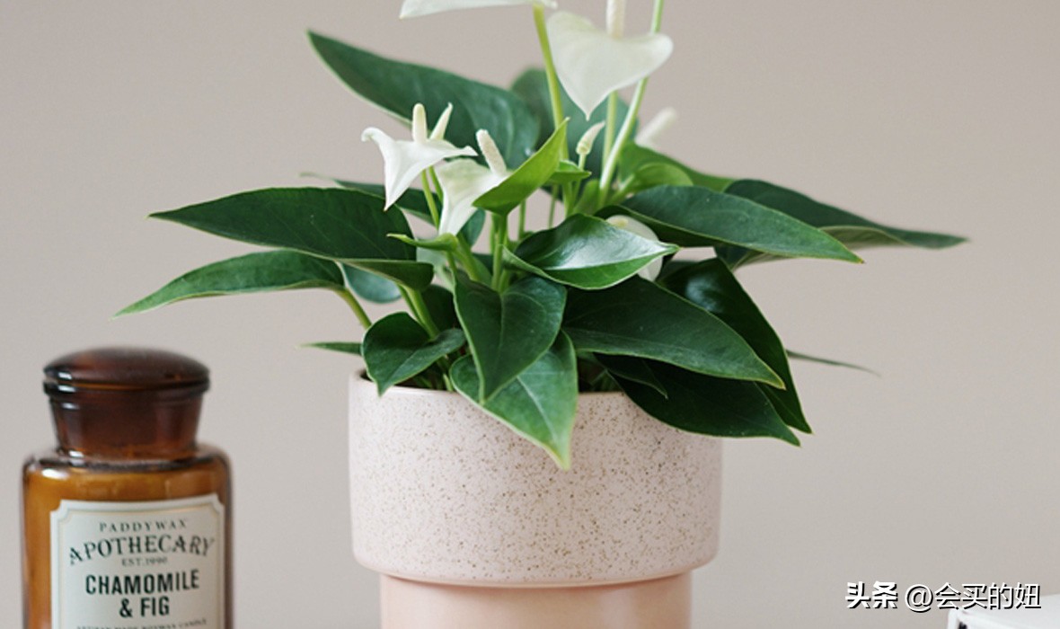 好看的绿植店铺推荐,招财又好养的店铺绿植