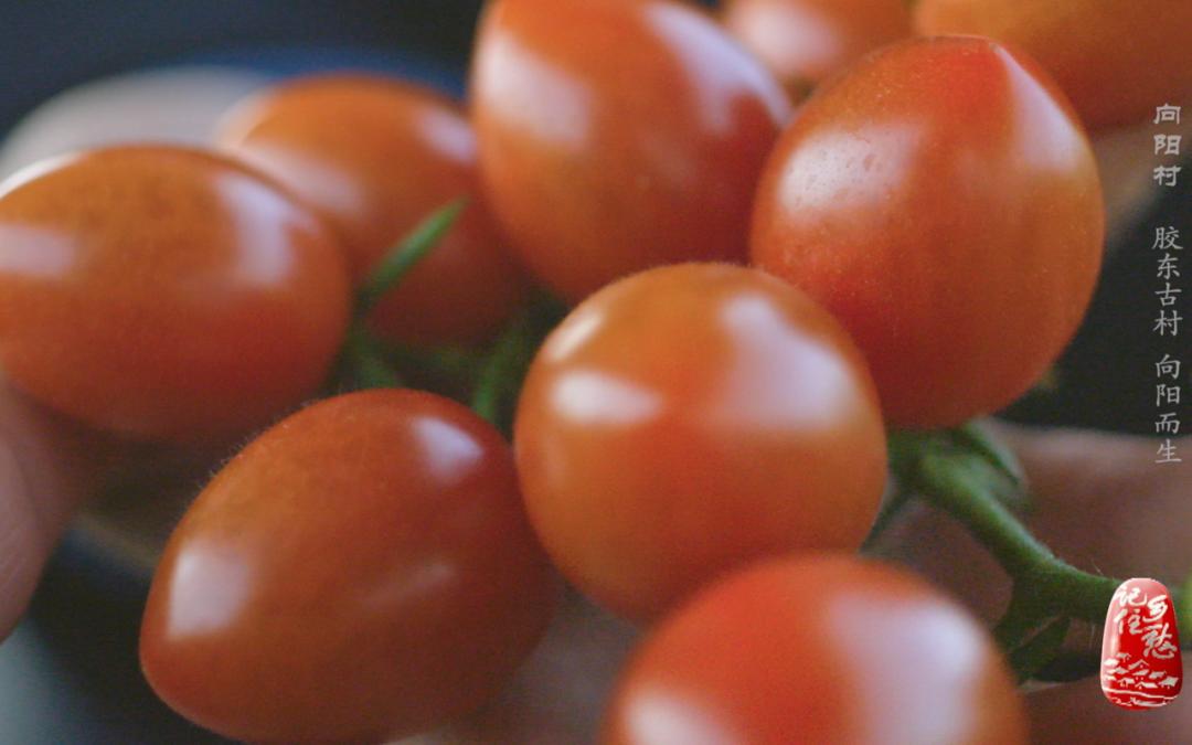 向阳而生编导,向阳而生主持稿