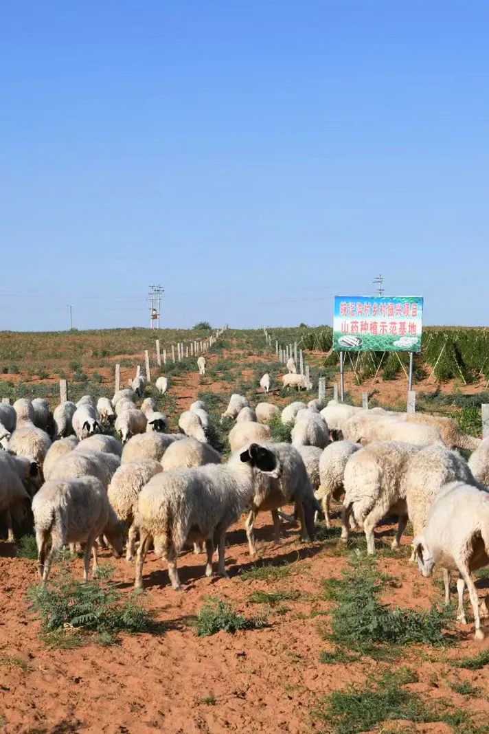 甘肃金昌的羊肉和盐池滩羊,盐池滩羊和横山羊肉