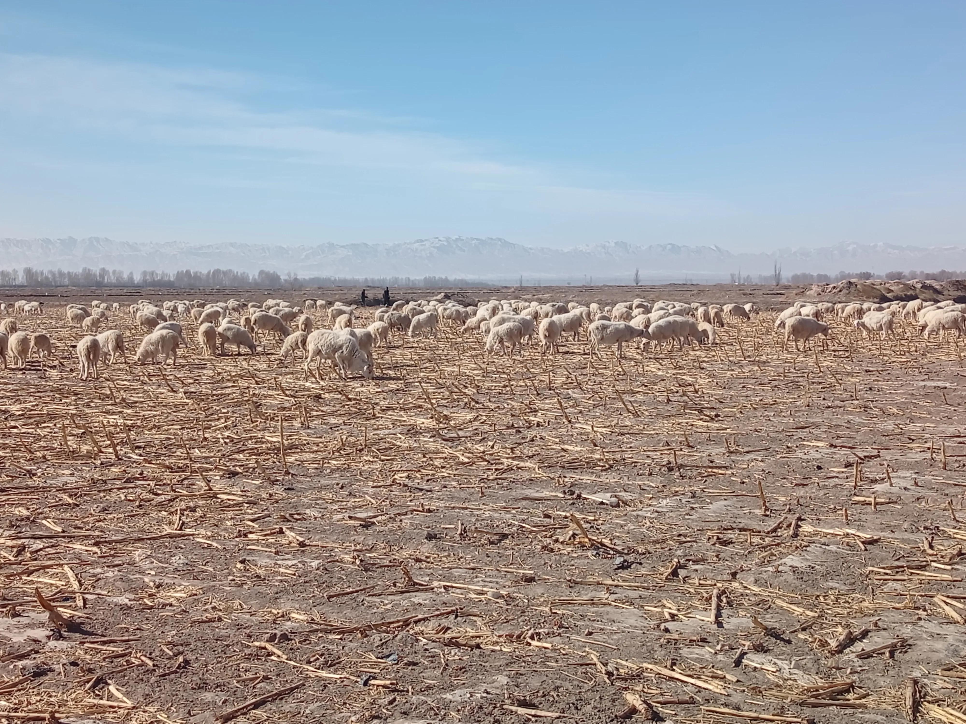 散户养殖羊注意事项,散户养羊怎么赚钱