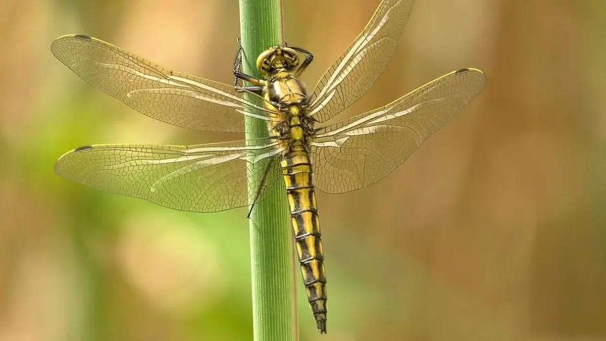 蜻蜓为什么能活过四次大灭绝,为什么现在很少见成群的蜻蜓