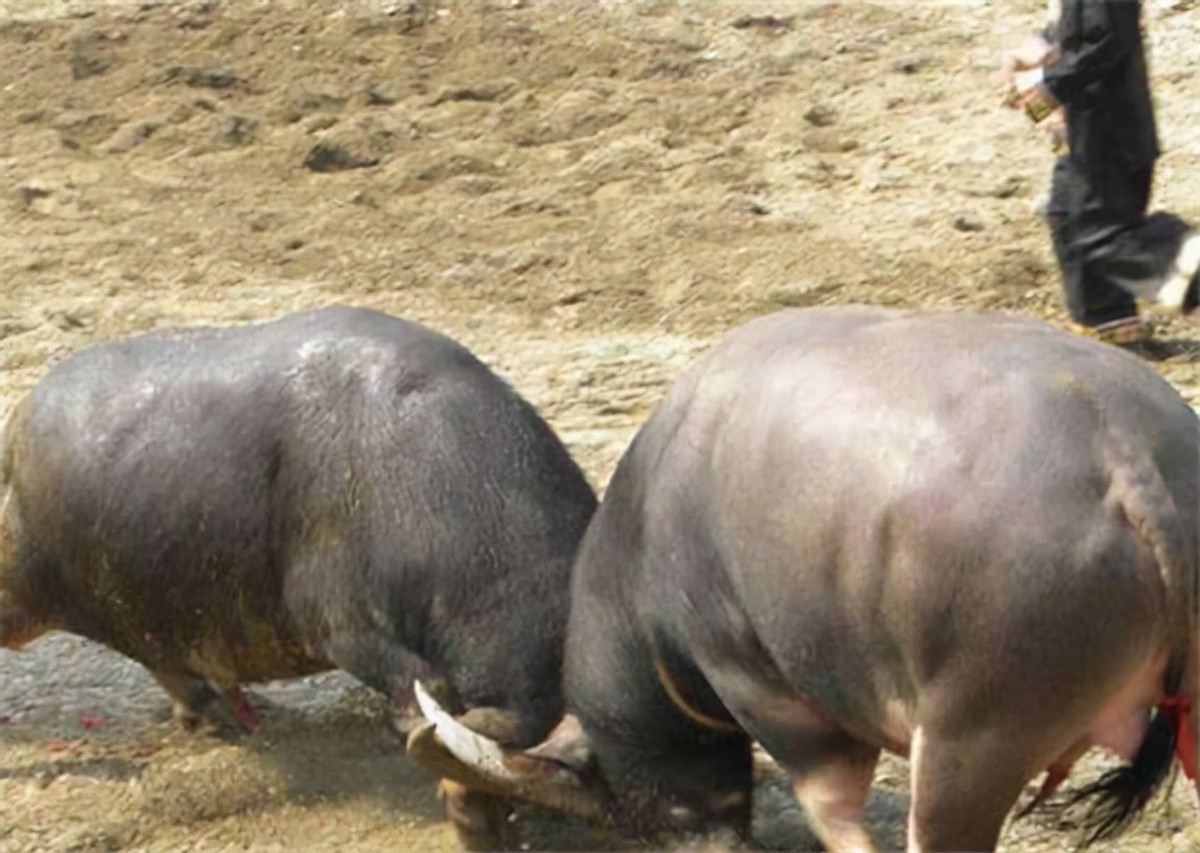 贵州牛王出战三江,牛王昆山所有视频