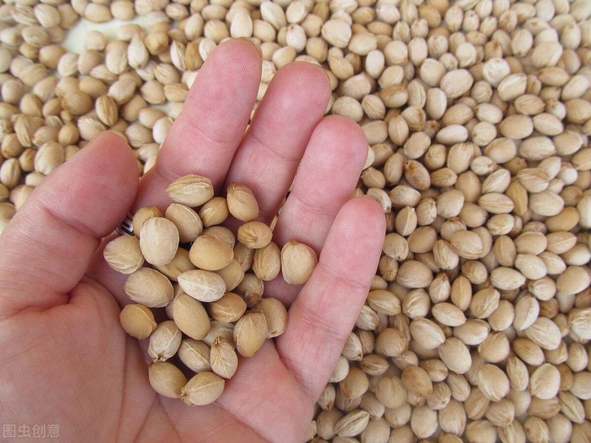 种子危机比芯片更可怕,种子危机btf