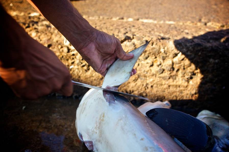 鲨鱼被割掉鱼鳍还能活多久,现在鲨鱼每年有多少被杀