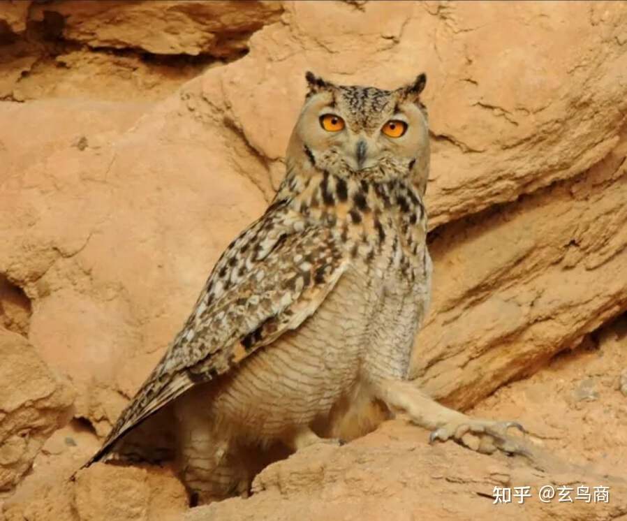 山海经2012白话全译彩图版pdf,山海经海外西经是指哪里