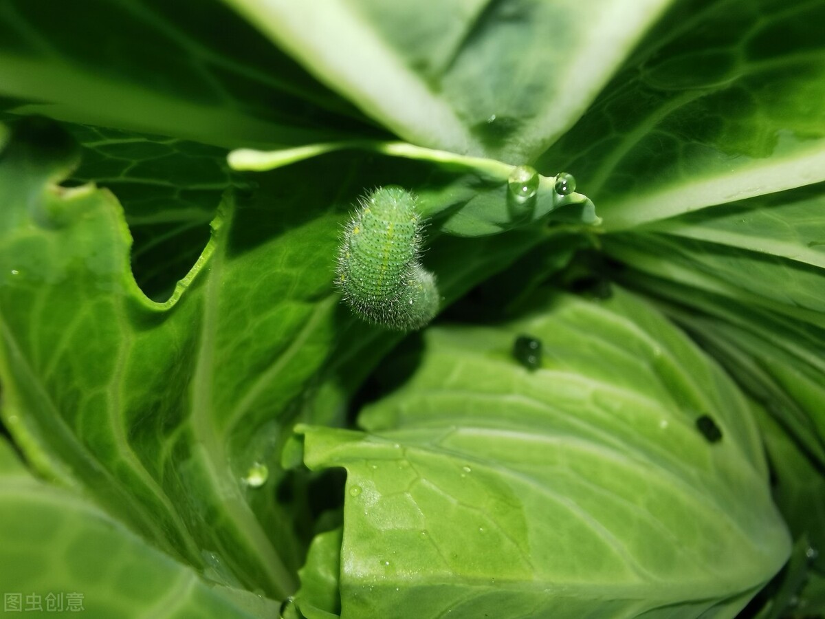 菜青虫、钻心虫、吊丝虫治不住？记住4个配方再难打的虫也能搞定