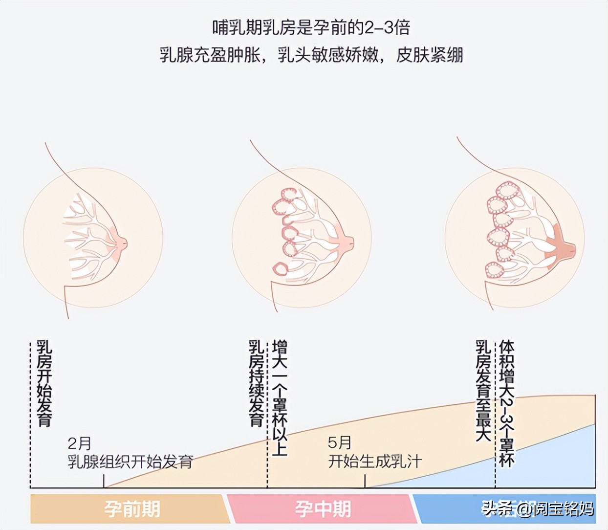 吸奶器选哪种好用,吸奶器选择哪个品牌好
