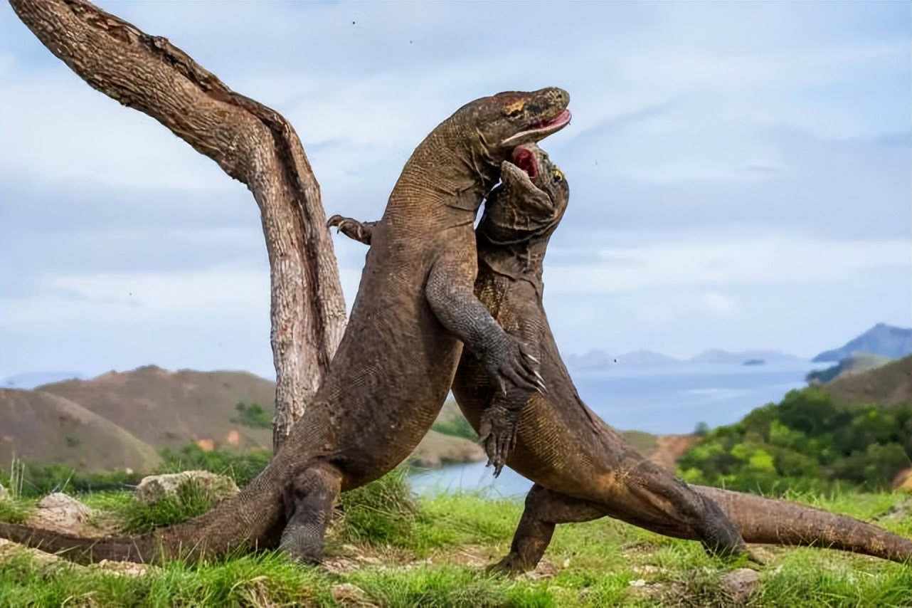 真实存在的动物稀奇古怪,十二生肖为什么只有龙是虚构动物