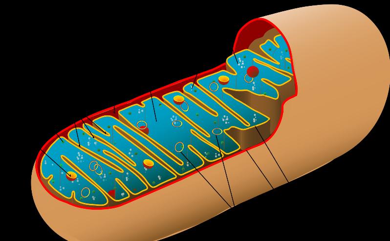 非酒精性脂肪肝的治疗,酒精性脂肪性肝病