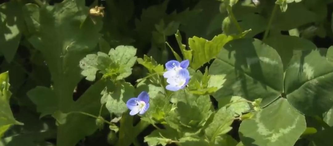 【城事】恰百花盛开品生活如蜜