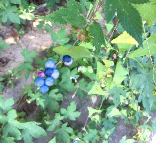 农村13道特色美食,13道农村特色美食