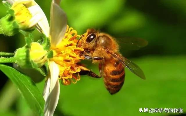 勤劳的蜜蜂写一首现代诗,蜜蜂现代诗自创