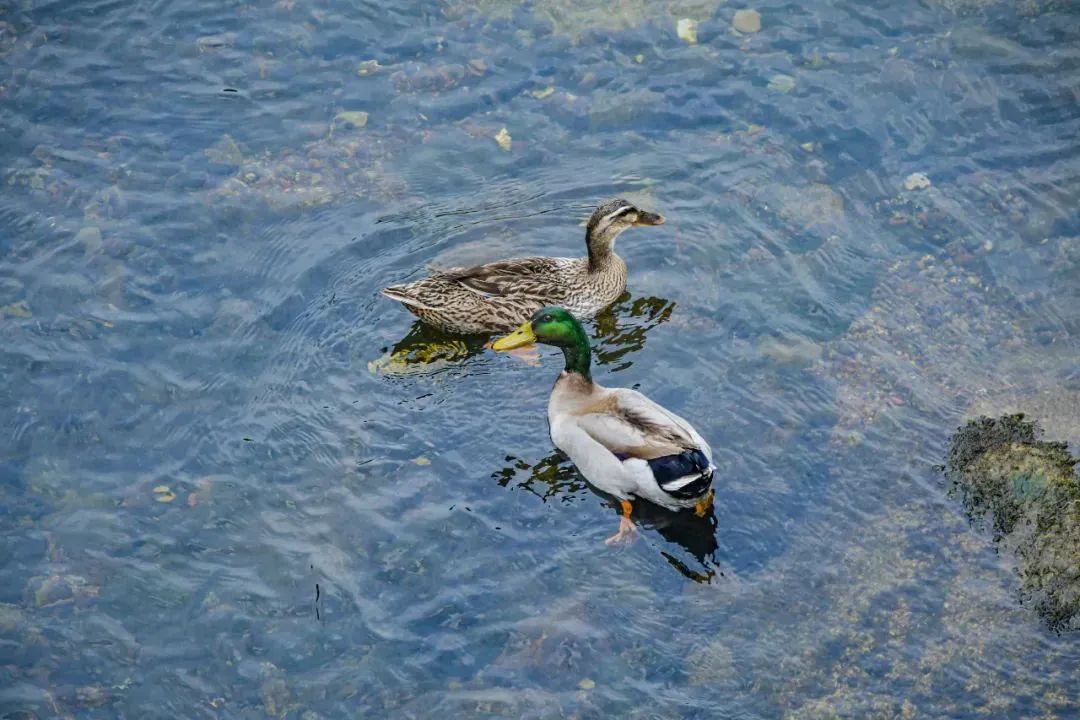 宁国西津野渡竹筏漂流住宿,宁国市西津渡竹筏漂流