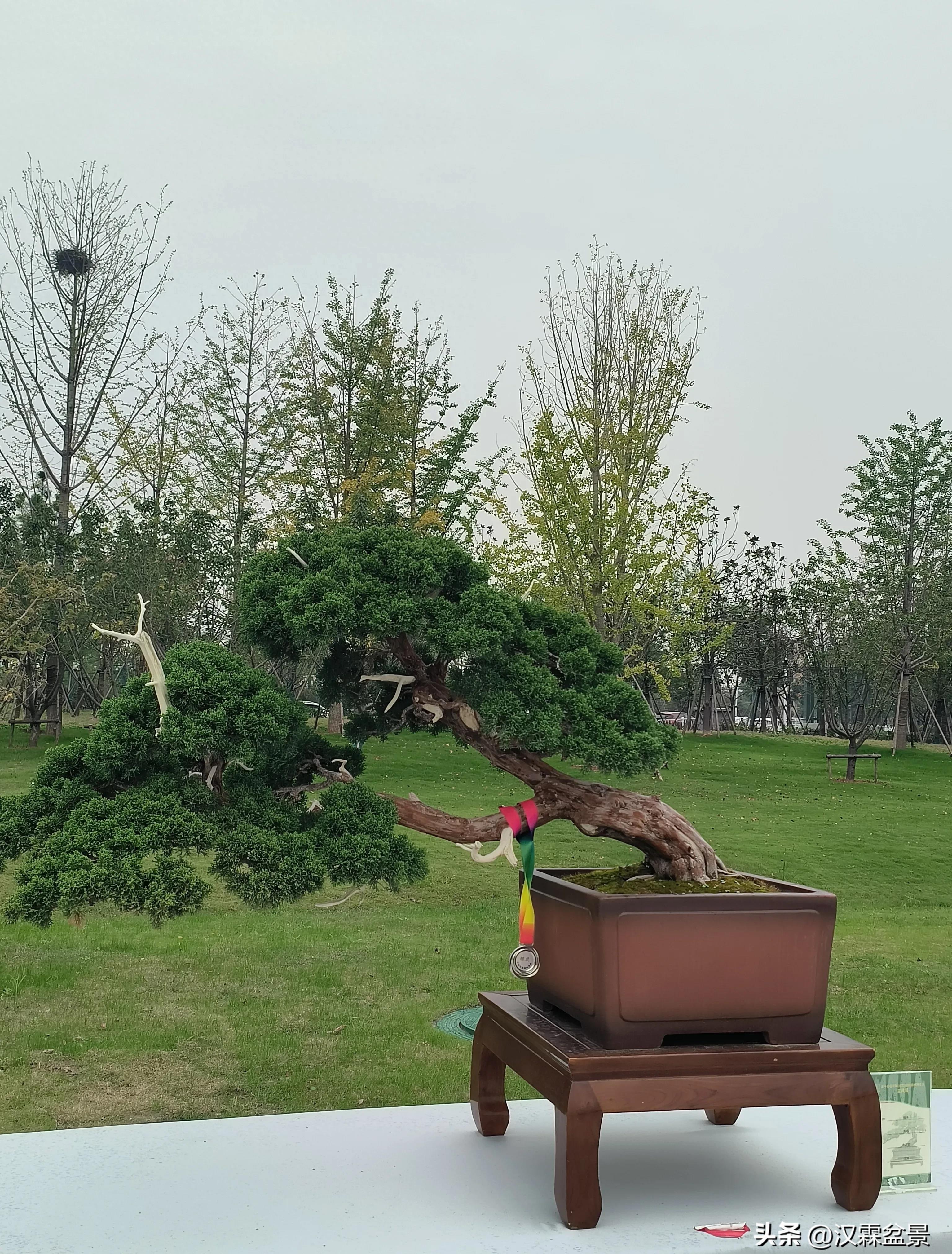 广州园林盆景展,精品大型盆景展会大全