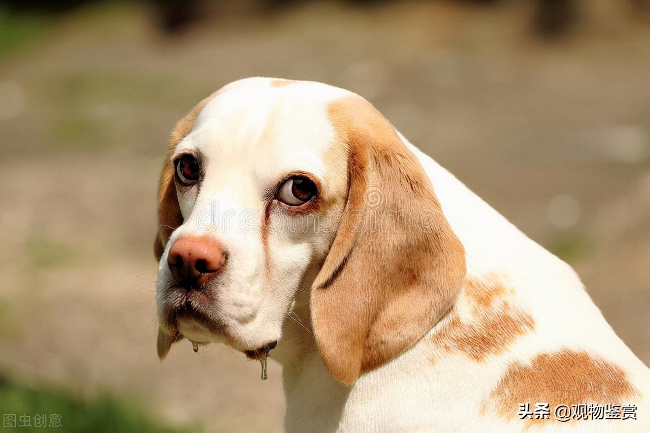狗催吐后吃什么缓解,狗催吐吃什么最好