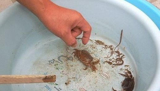 卖螃蟹怎么存放活得更久,死螃蟹怎么保存才新鲜能保存多久