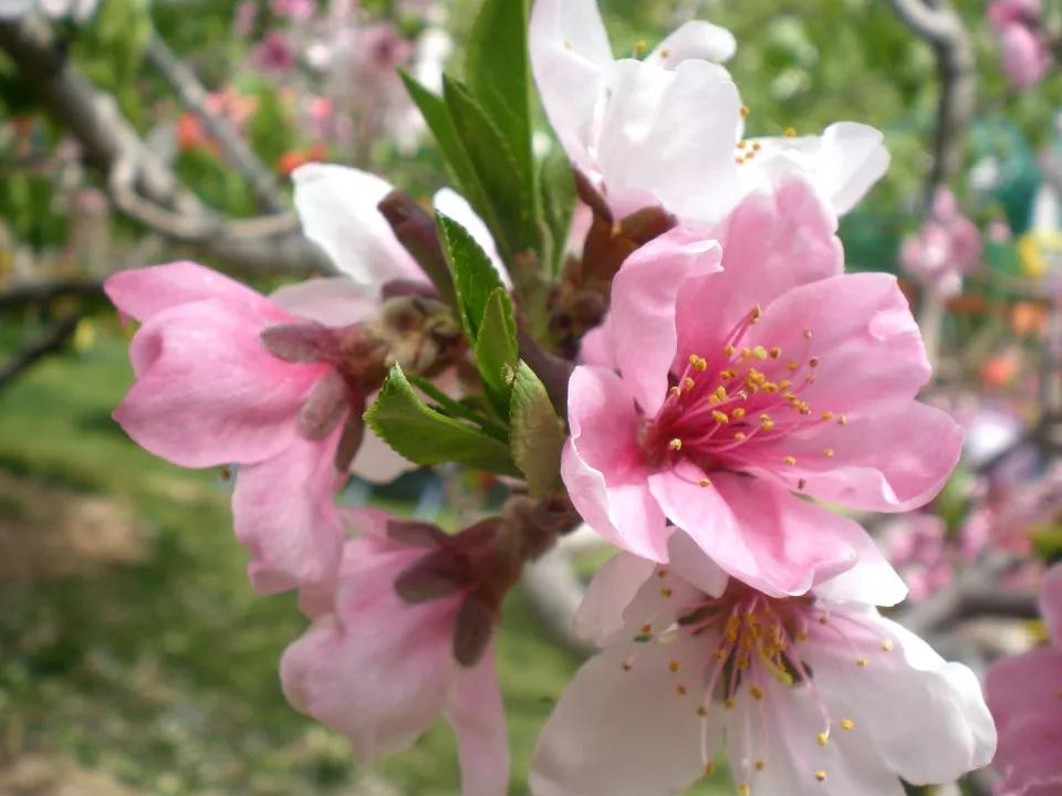 桃树坐果率高怎么办,桃树成花