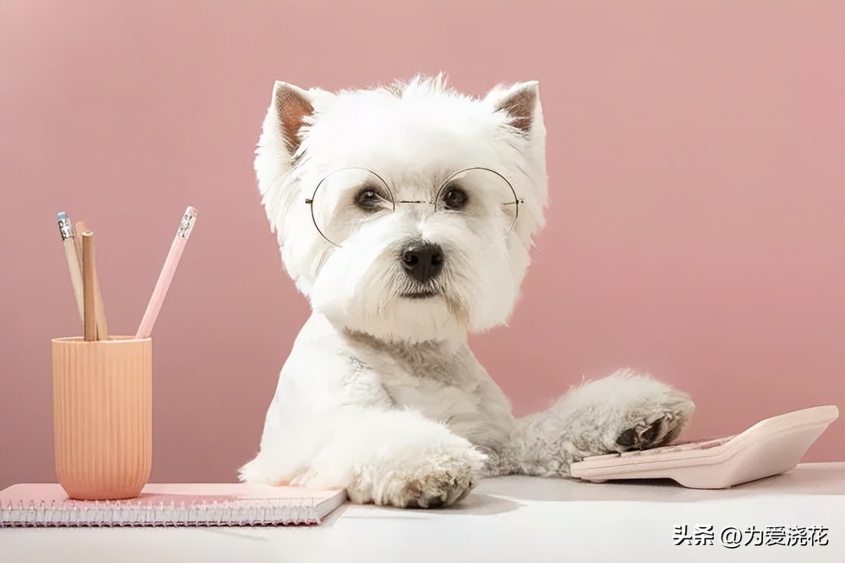 宠物发情怎么办,宠物发情期怎么护理