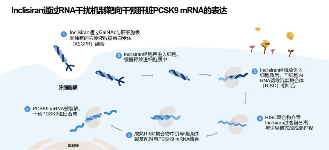 PCSK9单抗应答不佳，还有什么治疗手段？|ACC2023精彩病例解读