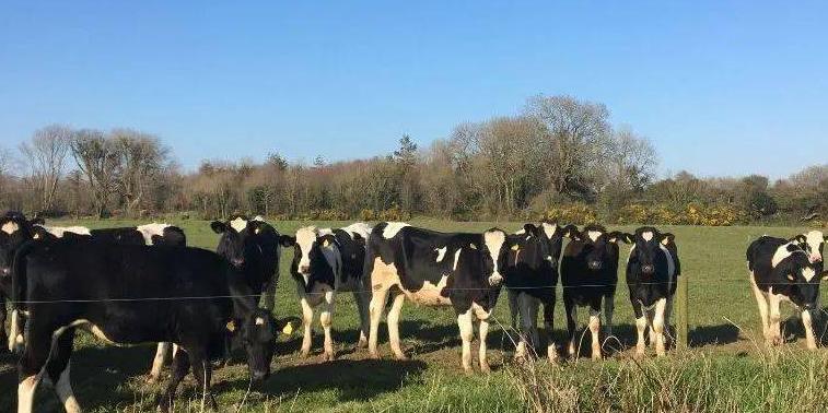 对牛毛色遗传影响：夏洛莱×荷斯坦种群中，真黑素与黑素的稀释