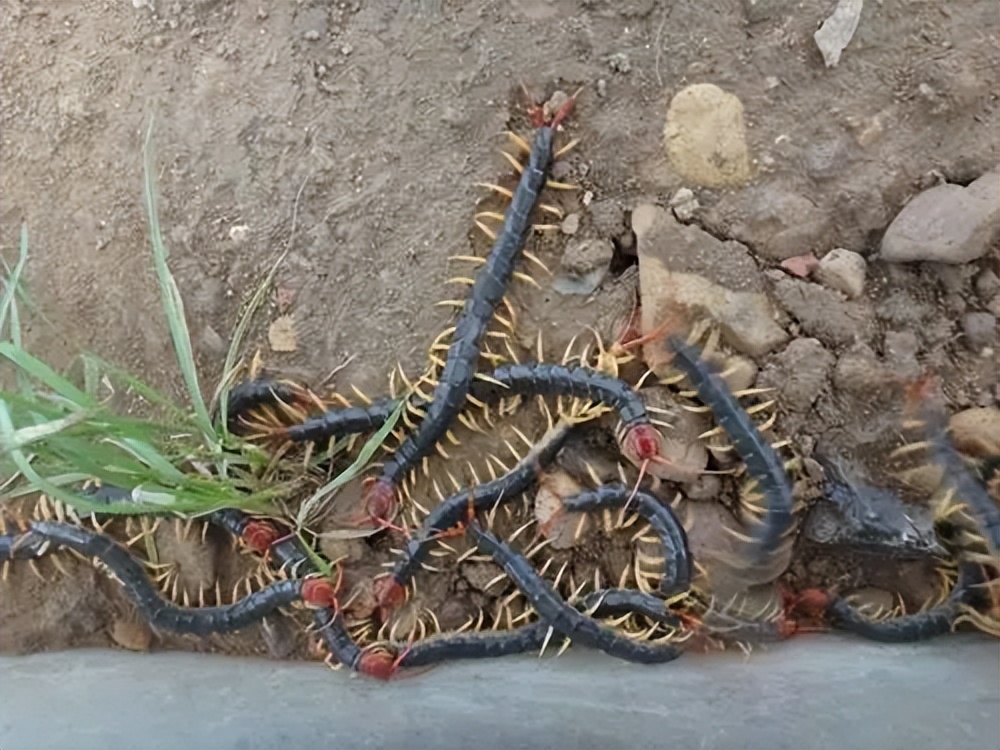 壁虎是益虫吗对人有伤害吗,壁虎毒性不大为什么列为五毒