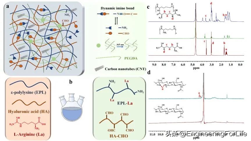 多功能修护水凝胶,水凝胶修复心脏