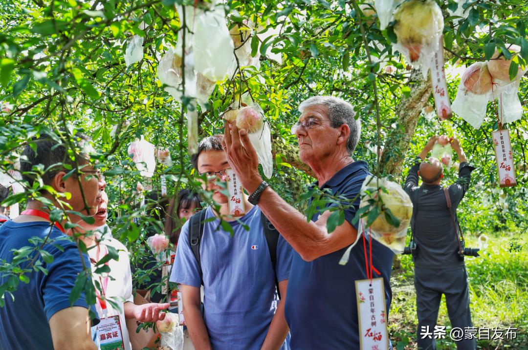 蒙自石榴在云南非常出名,有一种生活叫云南开远
