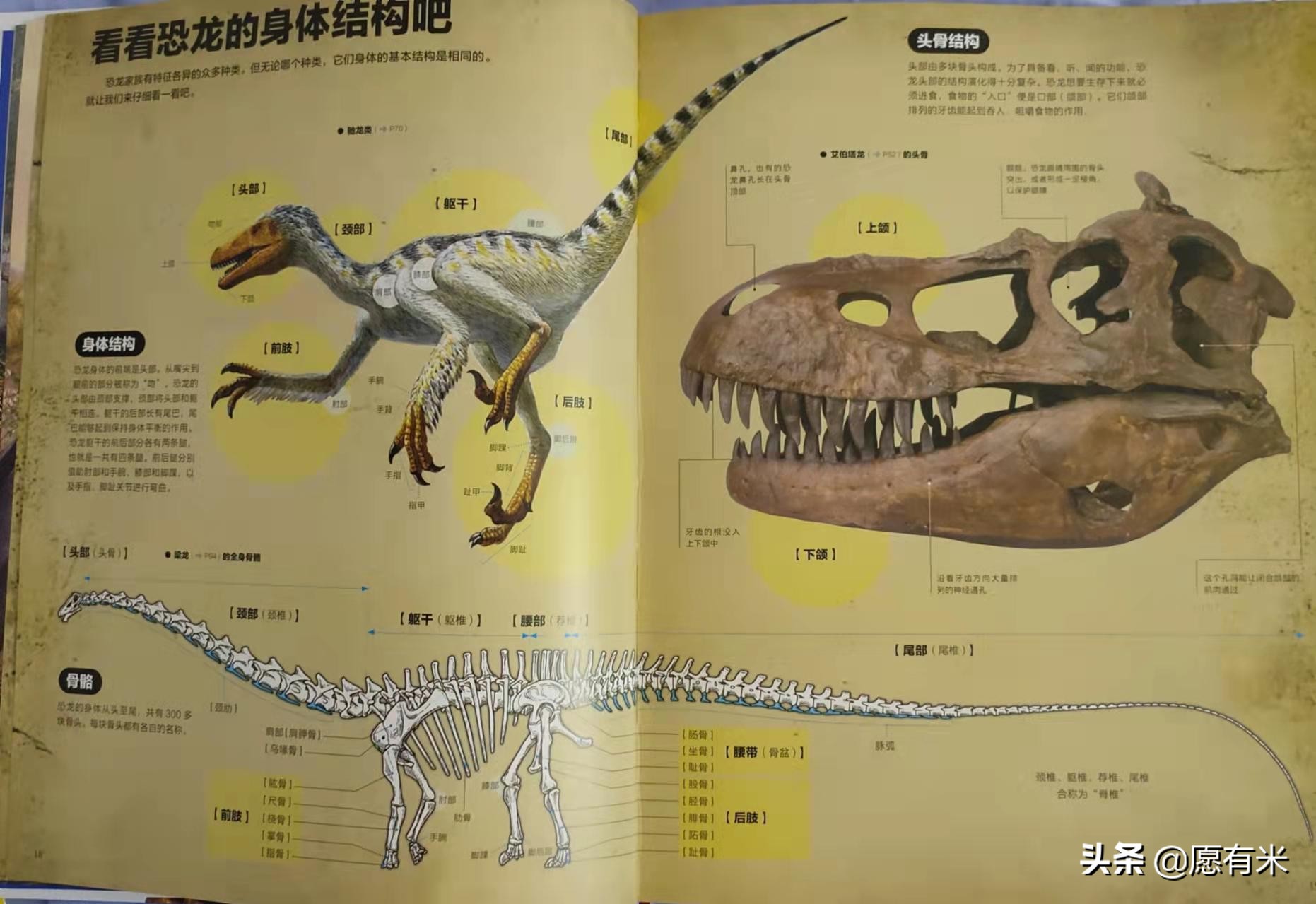 恐龙图片大全大图和恐龙名称,恐龙世界各种恐龙图片