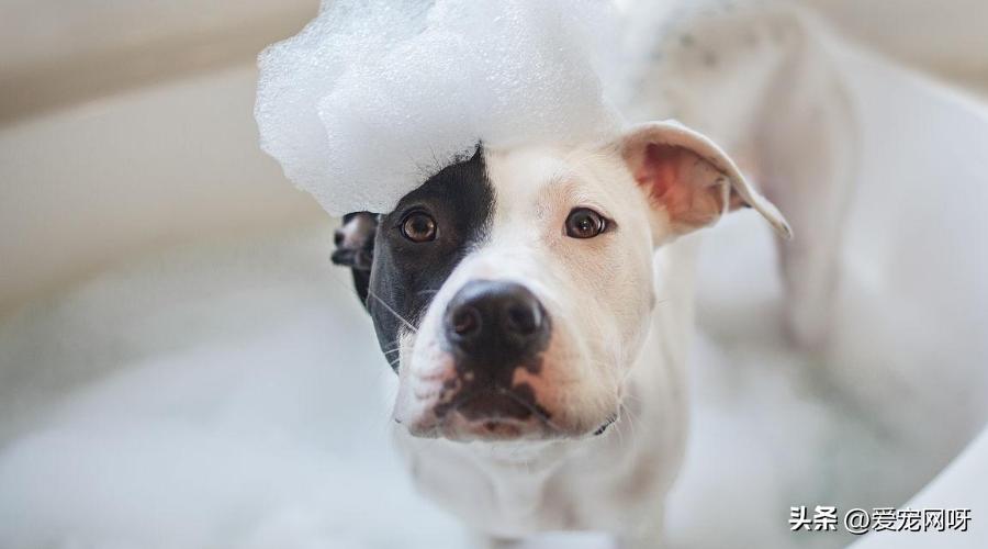 如何选择适合狗狗的沐浴露,狗狗用的沐浴露应该如何选择