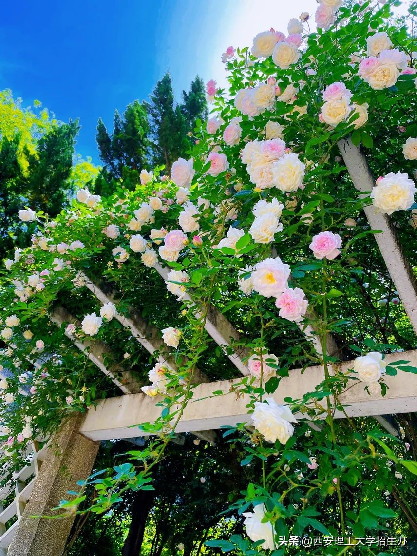 高校绿色学校创建工作总结,绿色学校创建行动方案四川高校