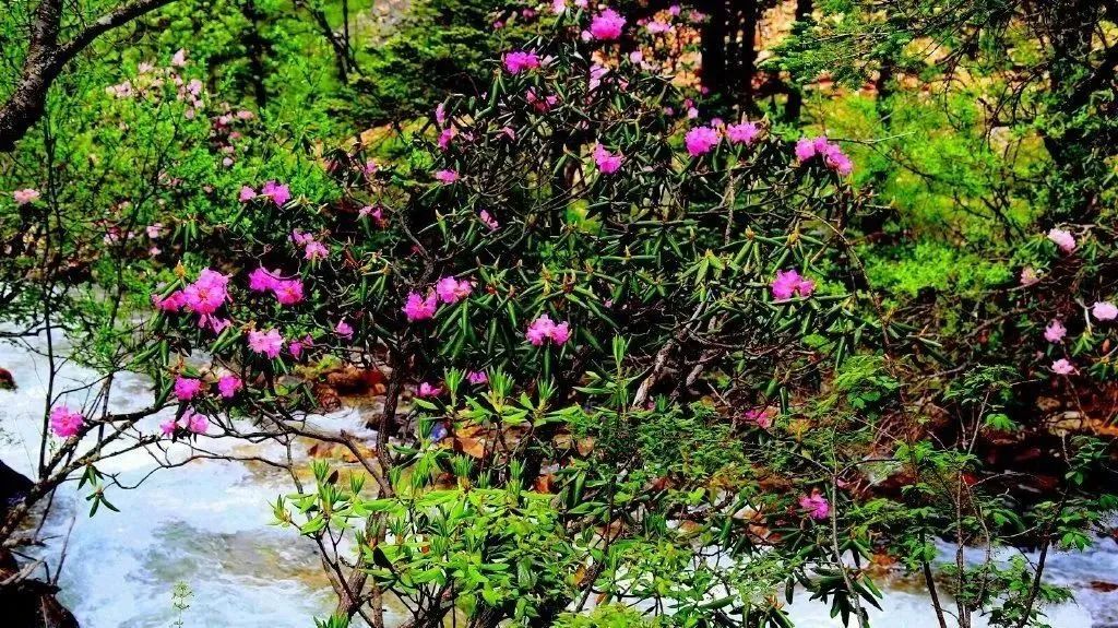 2021年中国旅游日四川景点优惠,四川中国旅游日优惠