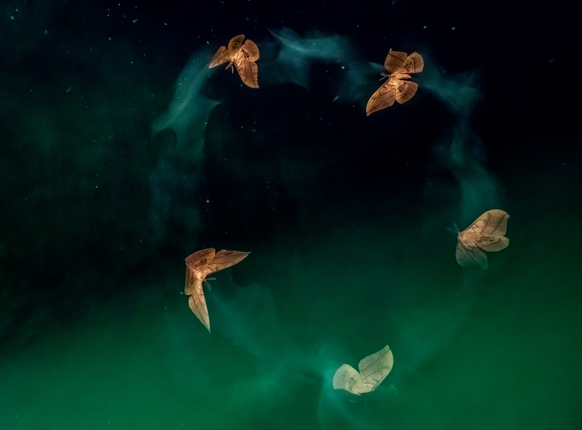 自然就是美,自然就是美歌曲