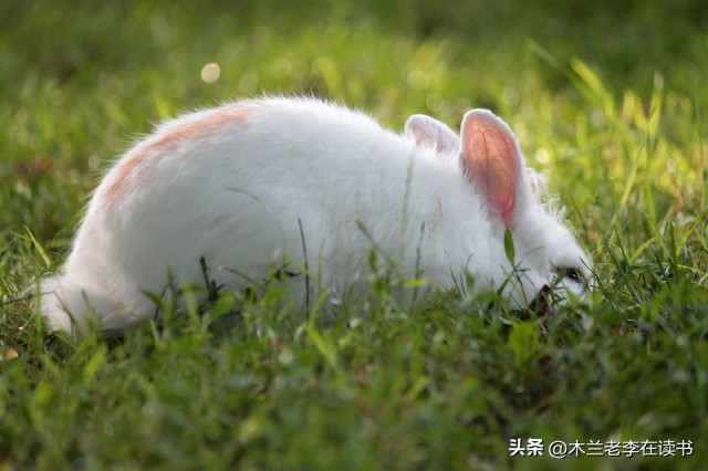 含有兔的诗词名句,关于兔的古典诗词