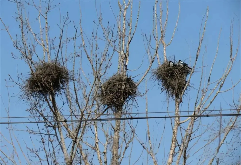 喜鹊的窝杂乱不堪为什么不怕风雪,喜鹊窝搭得乱七八糟为何不怕风雪