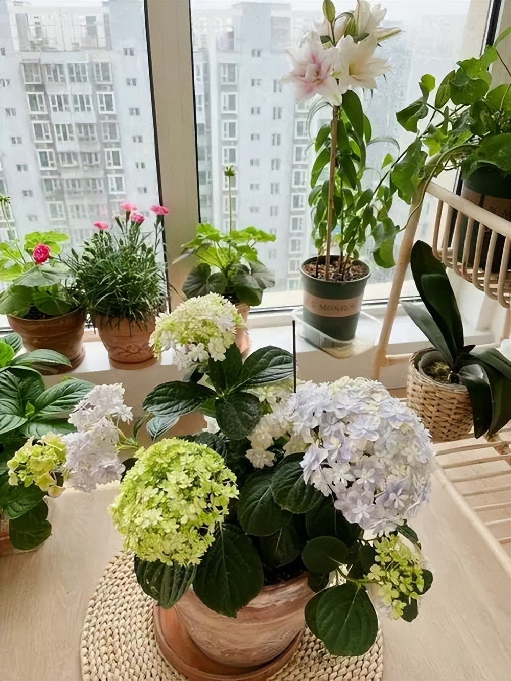 家里光线差就养这几种花,什么花散射光就可以养好