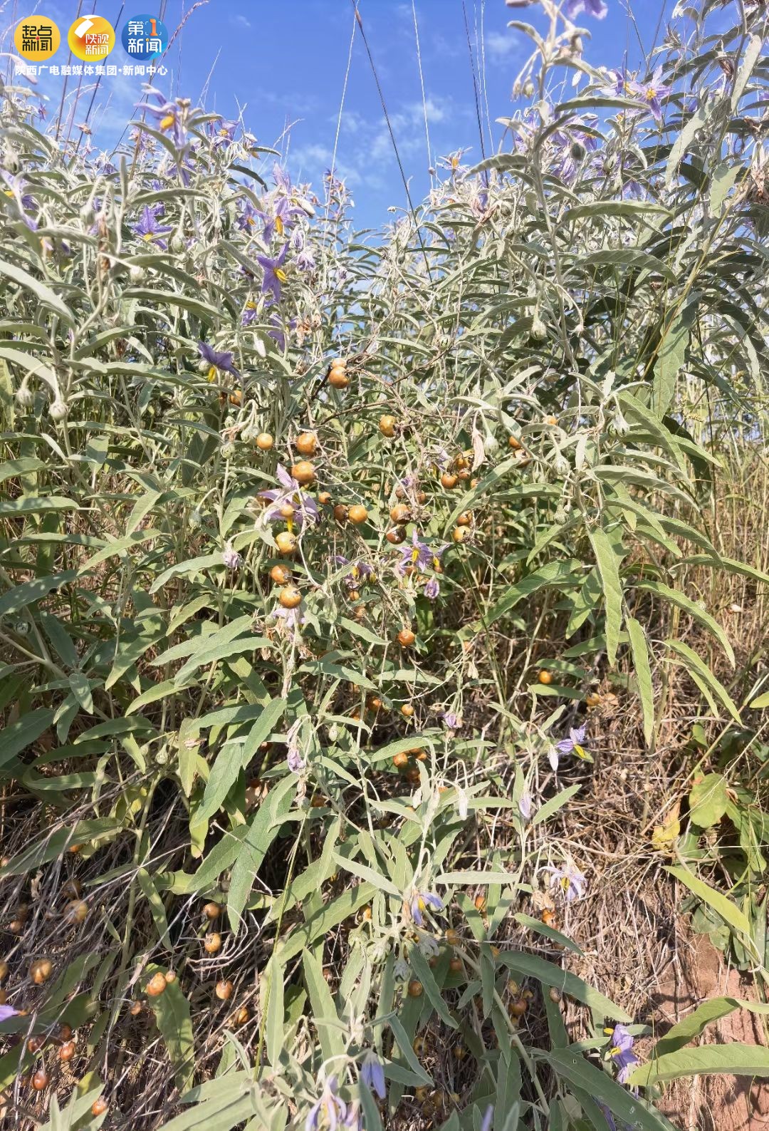 咸阳多地发现银毛龙葵金丝猴,咸阳多地发现银毛龙葵琥珀