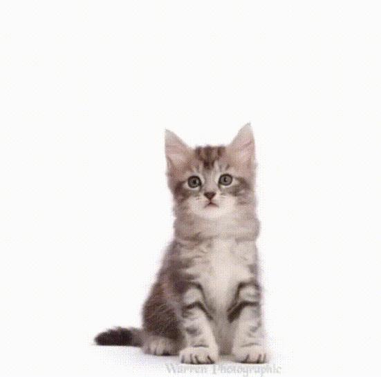 刚来的猫咪太粘人了怎么办,猫咪很黏主人是什么原因