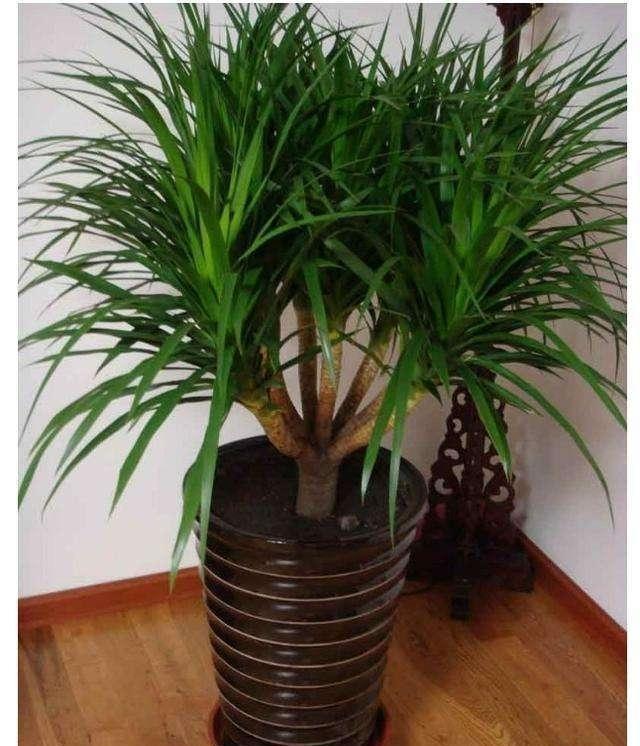 十大养不死的大型花,十大室外最好养活的花高大