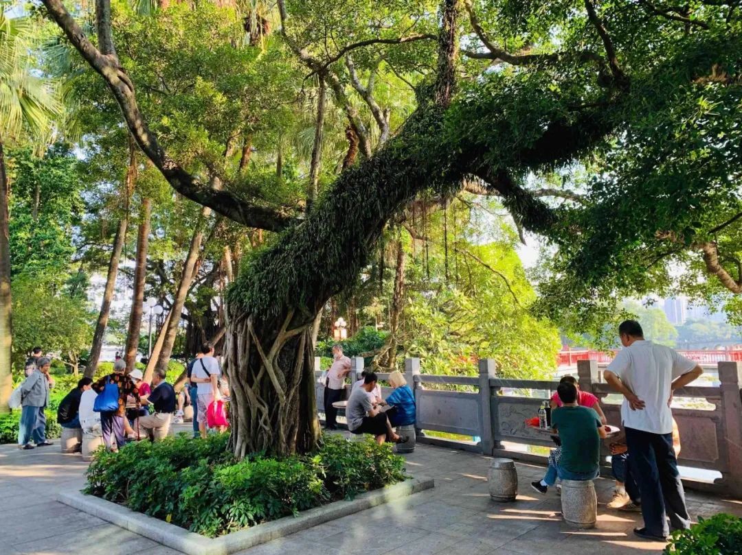 顶楼居民楼顶种榕树,楼顶种榕树后续