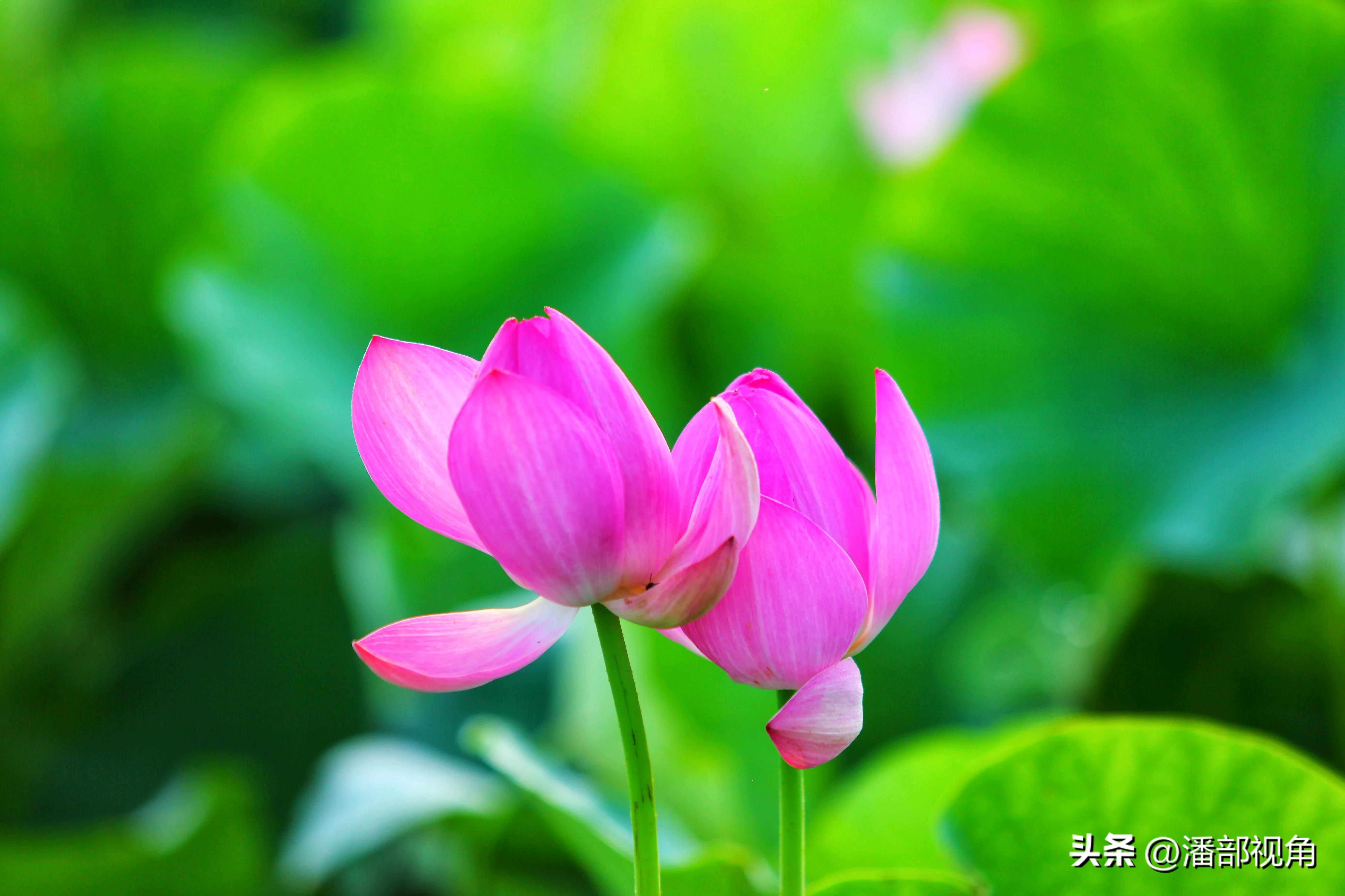 无锡七月底哪里的荷花开了,无锡太湖荷花开了吗