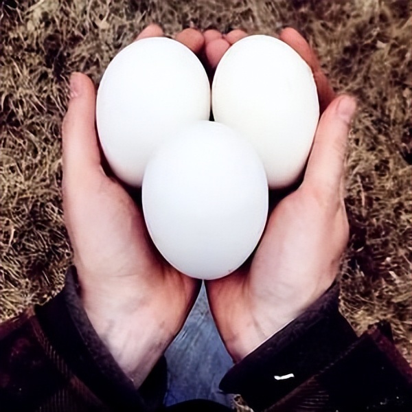 鹌鹑蛋鸡蛋鸭蛋鹅蛋哪个更有营养,鸡蛋鹌鹑蛋鸭蛋鹅蛋哪个更有营养