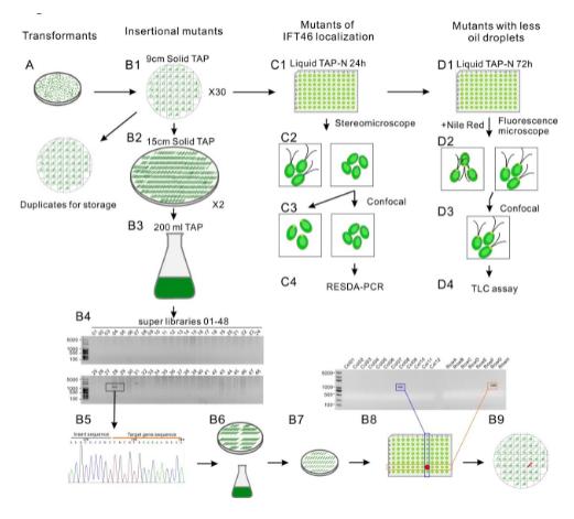 海藻糖代谢,海藻糖对植物抗逆性的作用