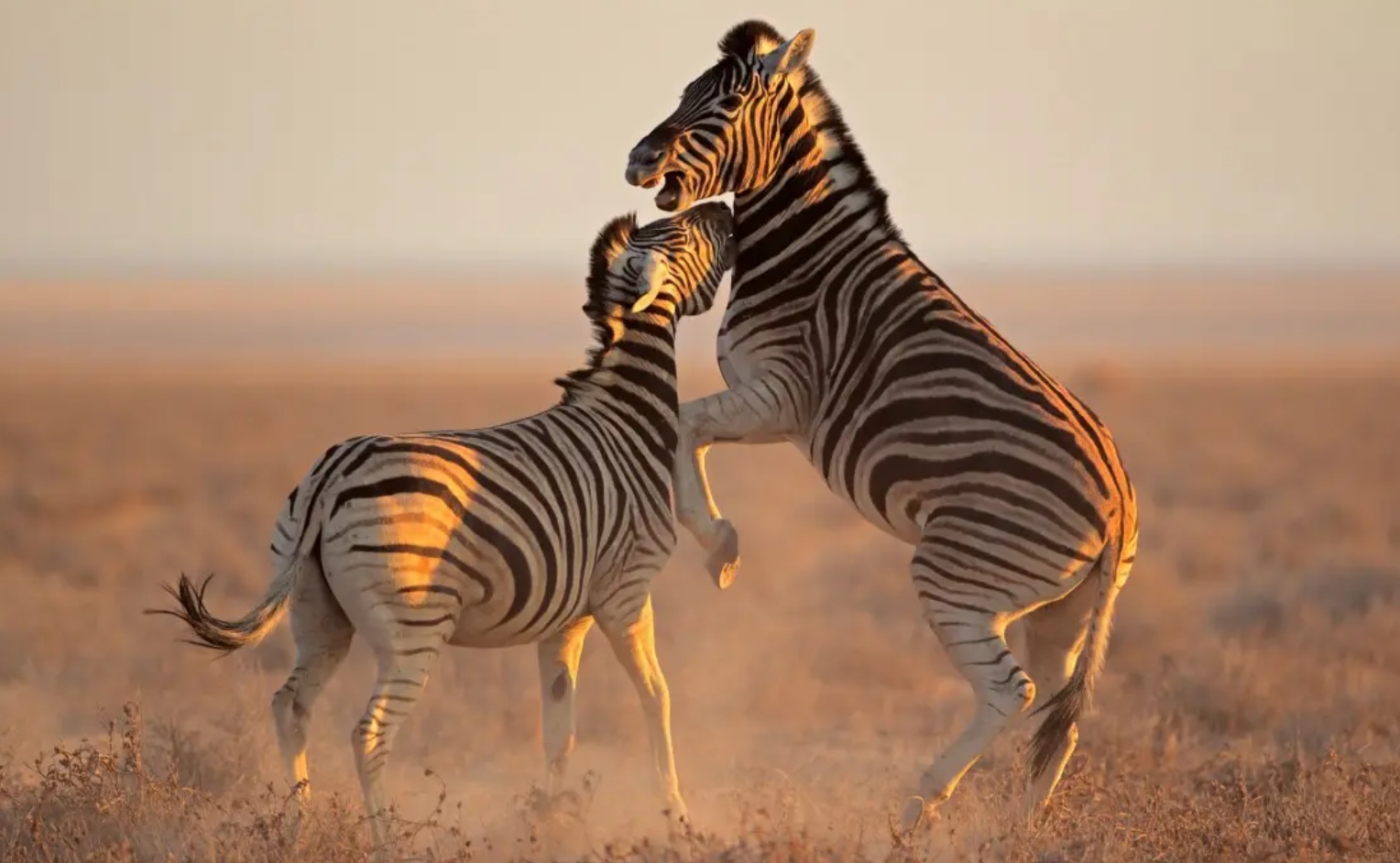 为什么男人高女人低,为什么男高女矮才配