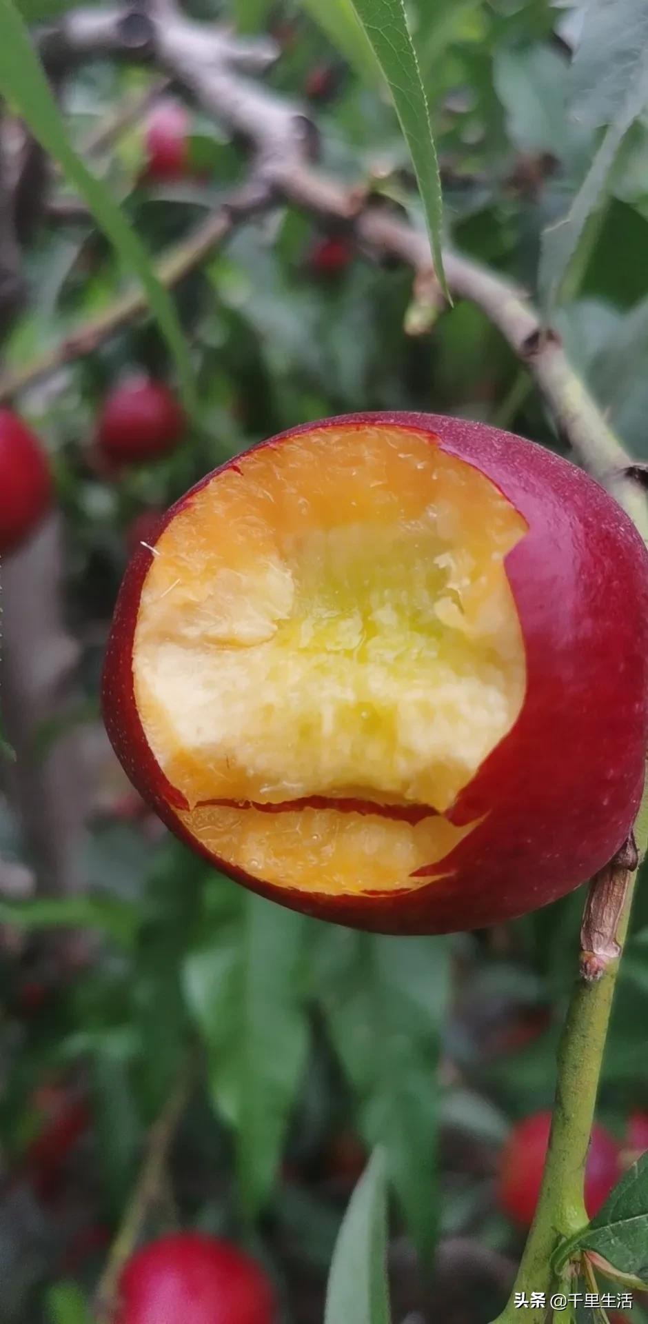 桃子熟了山东蒙阴黄桃,蒙阴蜜桃中国三大名桃