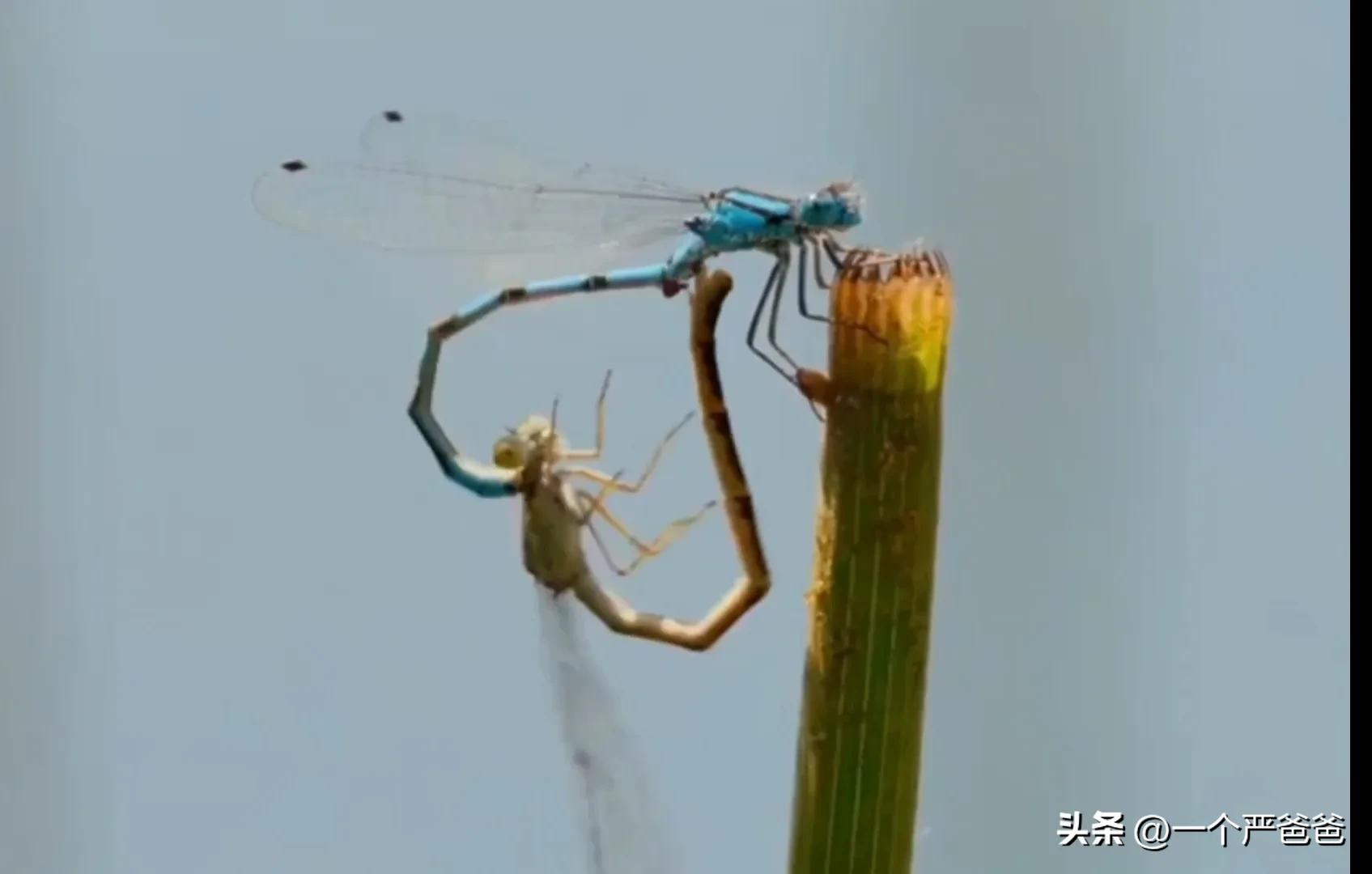 有趣的昆虫蜻蜓,昆虫蝴蝶蜻蜓