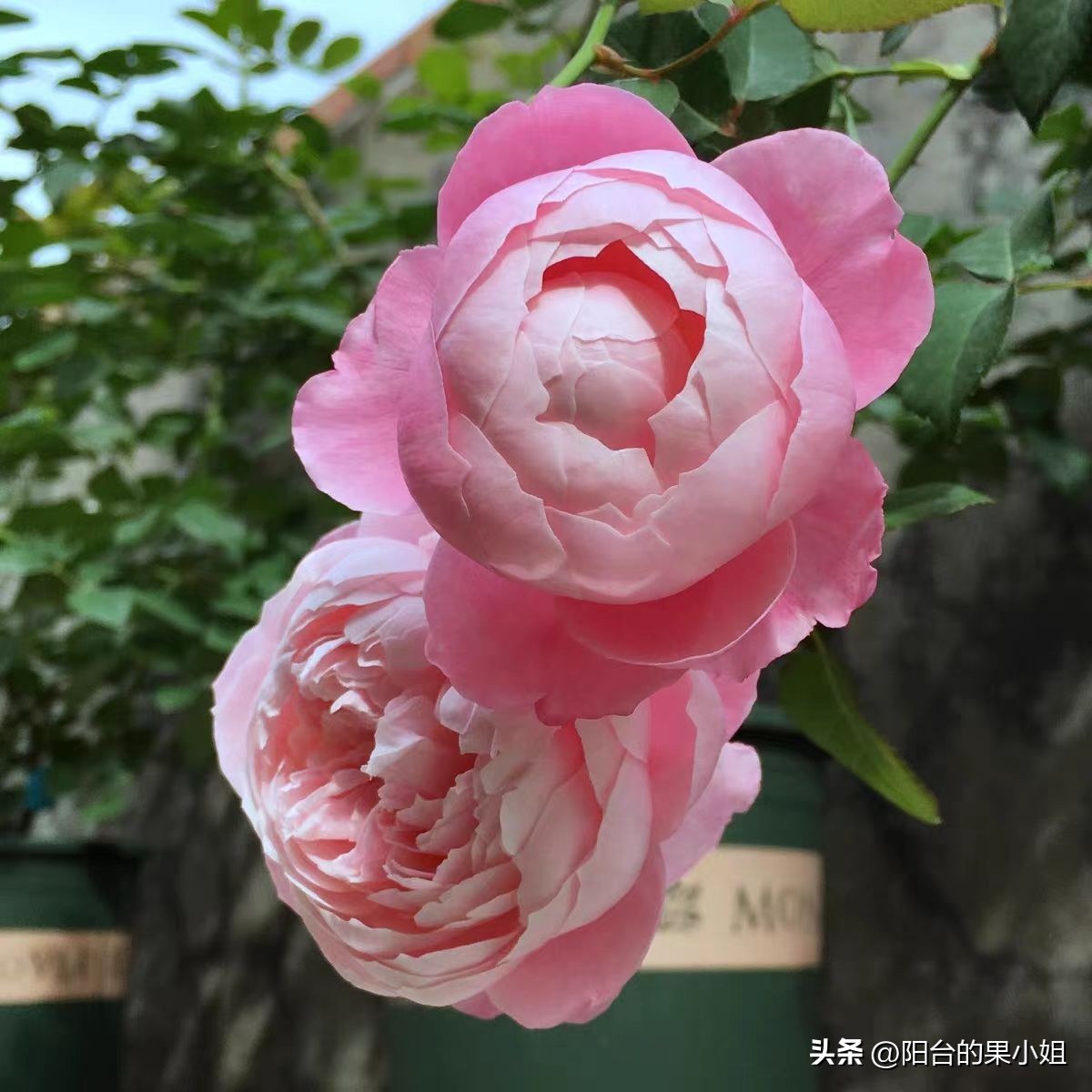 盘点那些容易“一日散”的月季,你还要奋不顾身的选择它们吗?