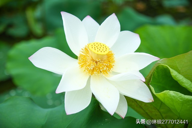 荷花之美在于淡雅,禅意美到极致的荷花