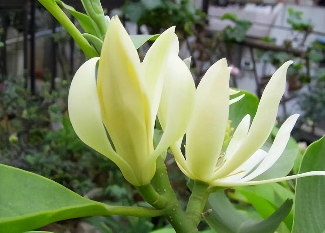 香花庭院,庭院香花